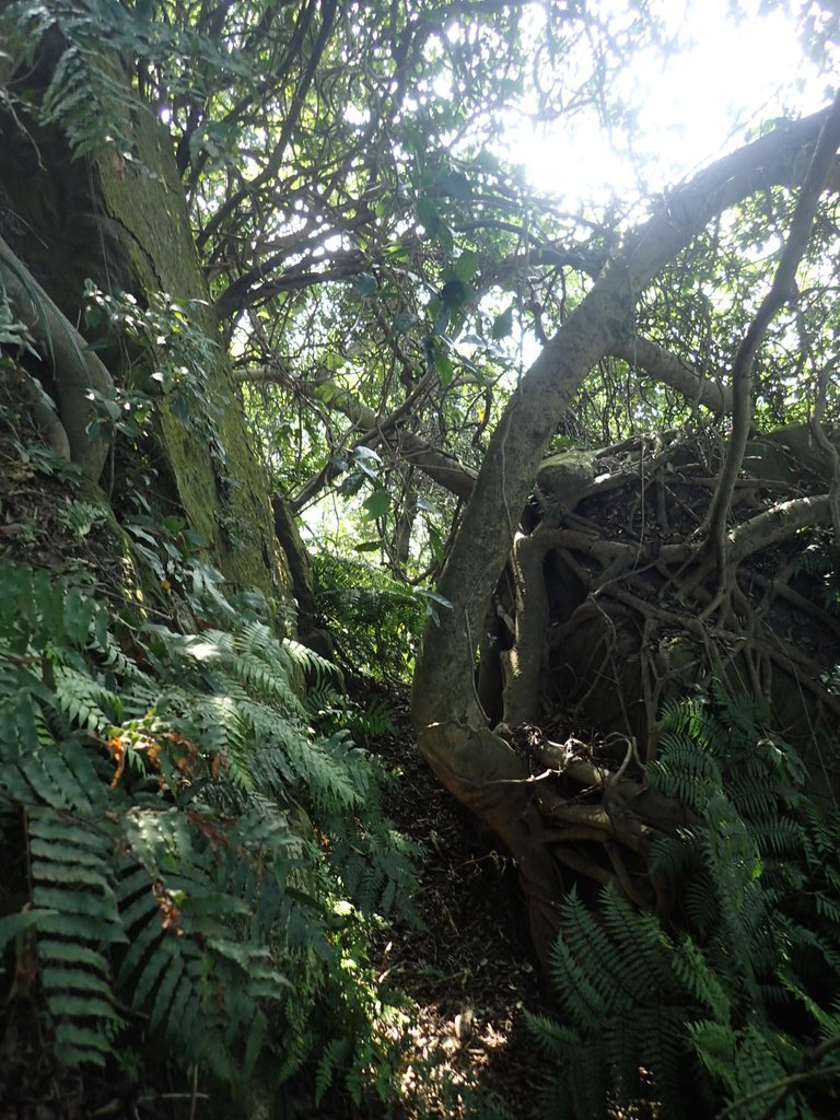 PB179535.JPG - 基隆  球子山(火號山)步道