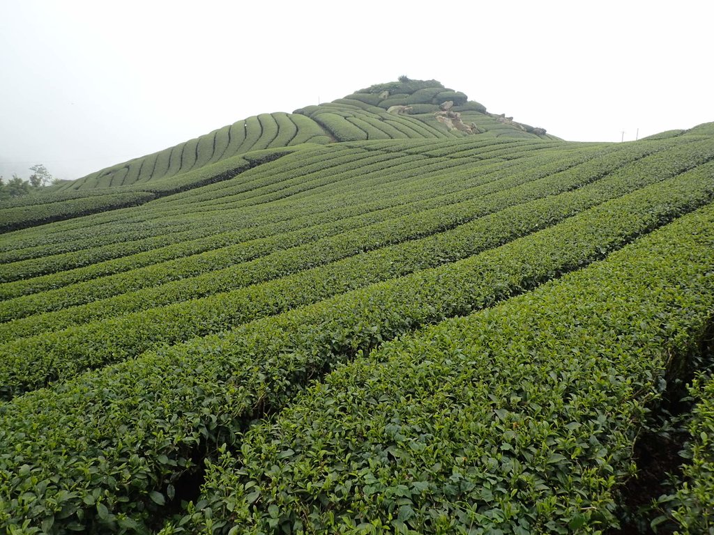 P3257847.JPG - 阿里山  隙頂茶園之美