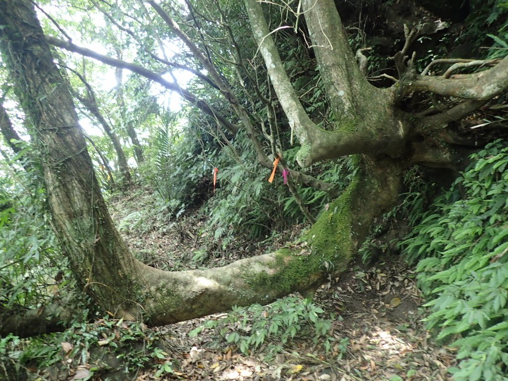 P6090356.JPG - 瑞芳  三貂嶺山  三貂大崙