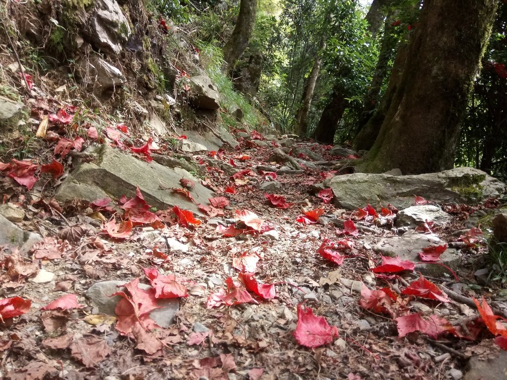 DSC_2648.JPG - 台中  和平  稍來山