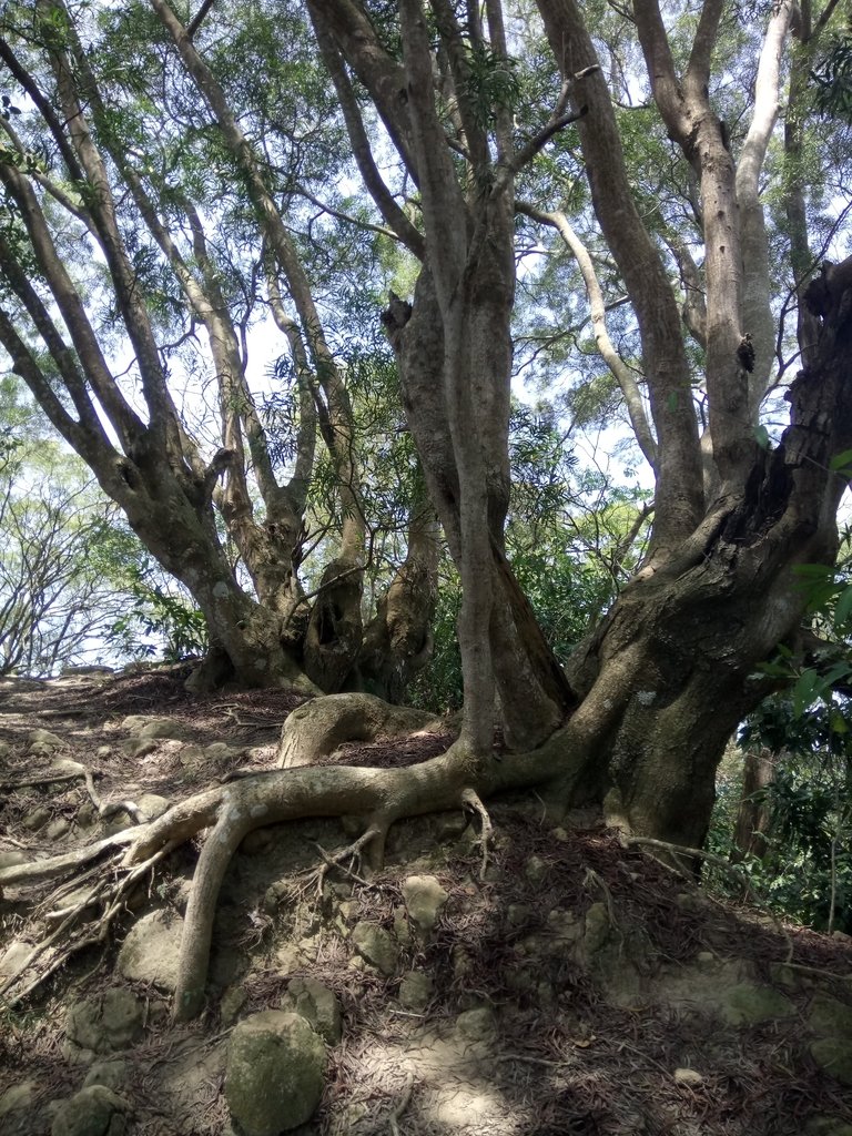 DSC_4600.JPG - 霧峰  青桐林生態園區