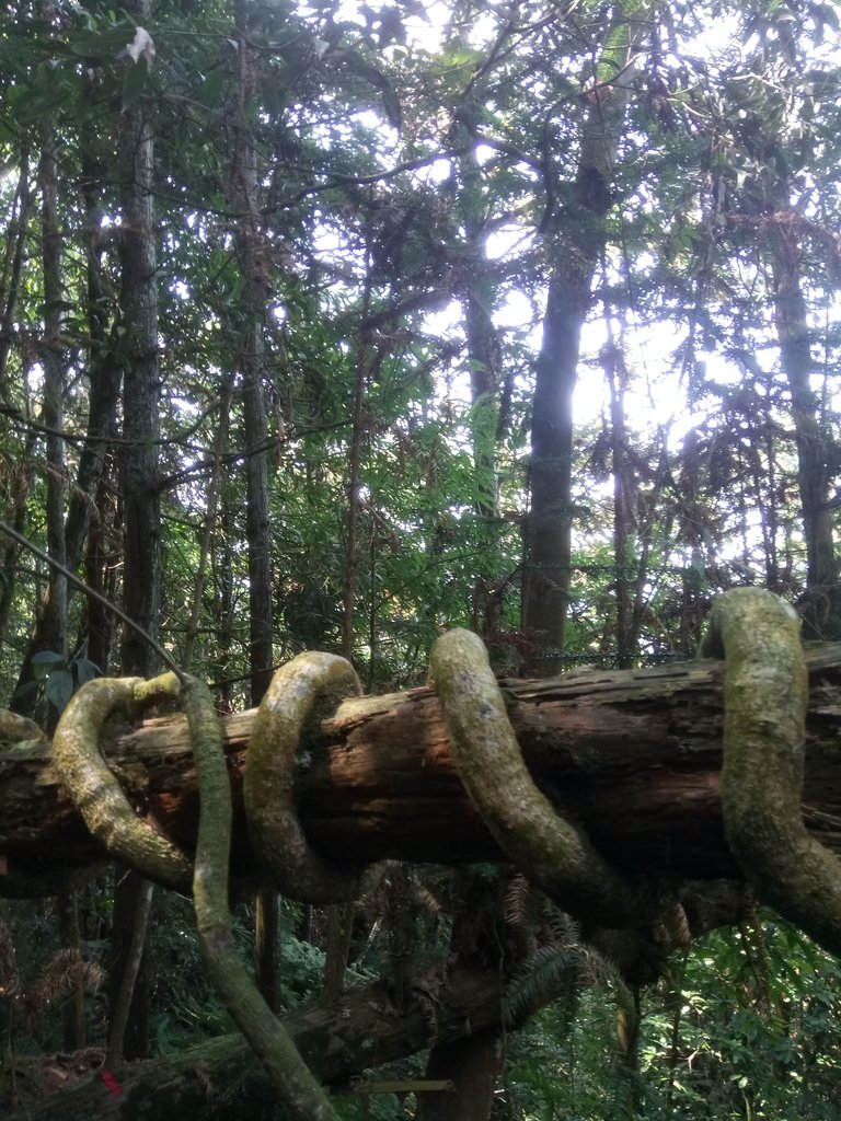 DSC_4029.JPG - 魚池  過坑山登山步道