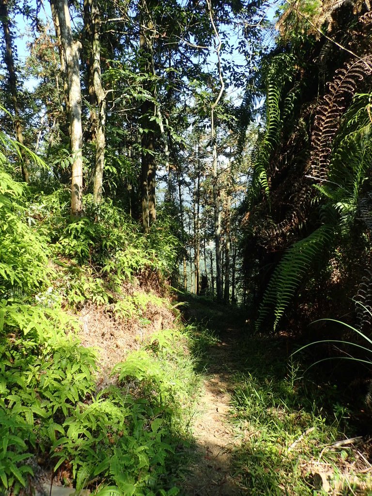 PA040360.JPG - 魚池  過坑山登山步道