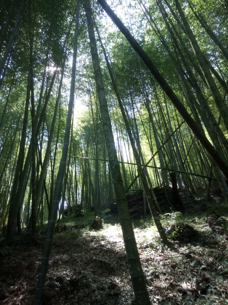 DSC_4057.JPG - 魚池  大尖山登山步道