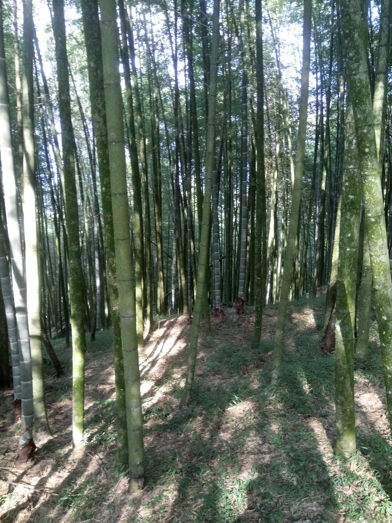 DSC_4102.JPG - 魚池  大尖山登山步道