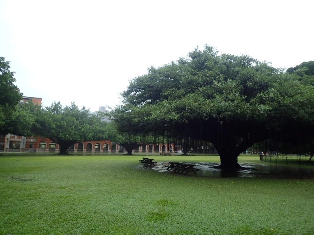 PB074532.JPG - 台南  成功大學  校園掠影