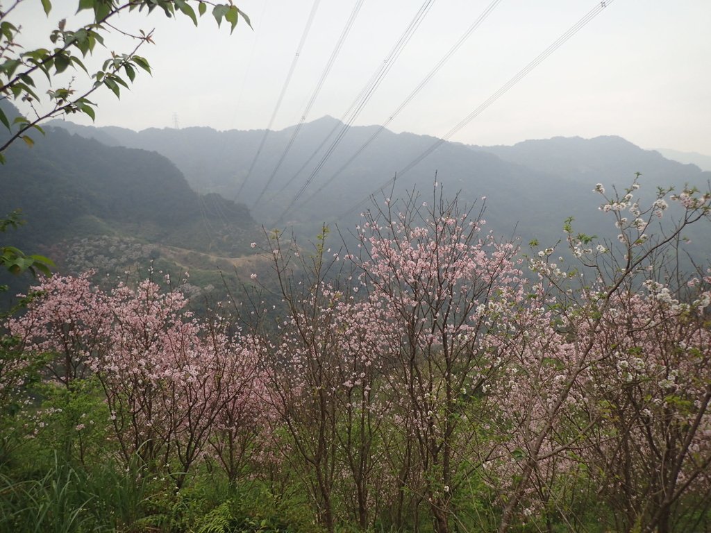 P2266681.JPG - 三峽  熊空  大熊櫻花林