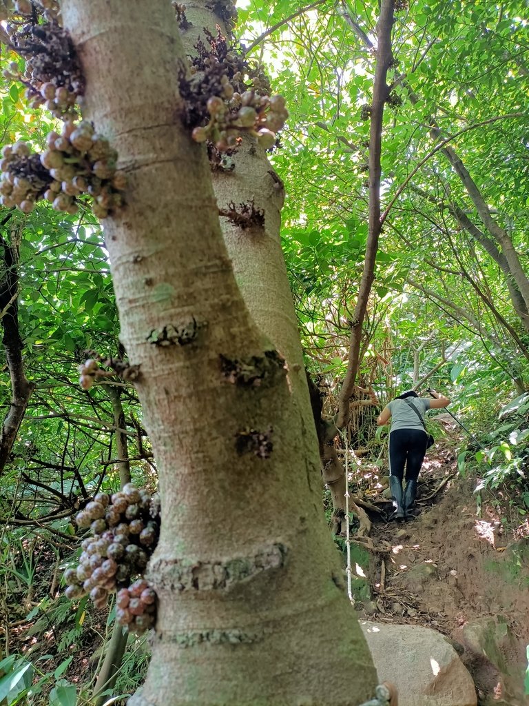 IMG20210430120859.jpg - 瑞芳  雞籠山東峰  (雷霆峰)