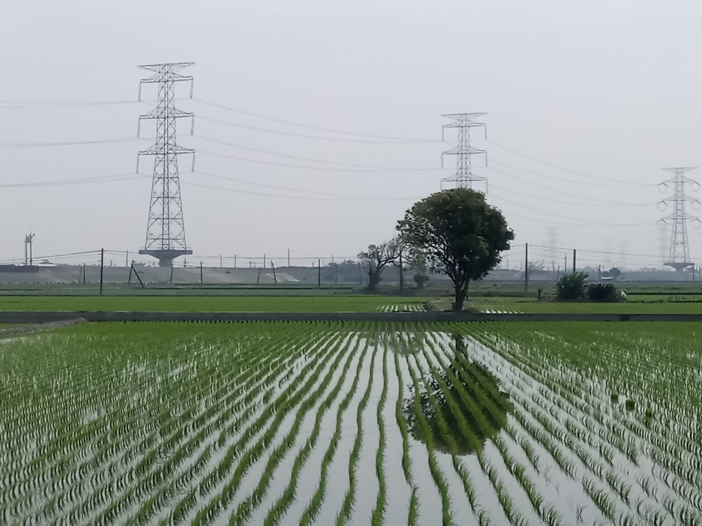 DSC_8371.JPG - 竹塘  田頭  木棉花道