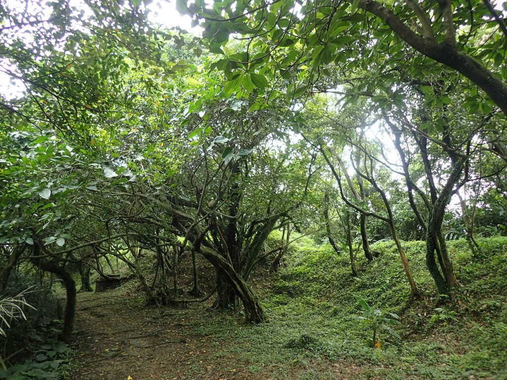 P4143546.JPG - 基隆  五坑山  總督嶺步道