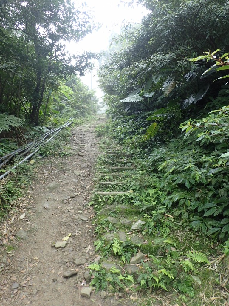 P3039050.JPG - 三峽  白雞山登山步道