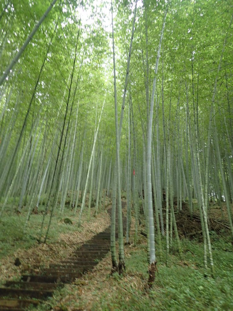 PA231676.JPG - 石壁山  嘉南雲峰步道