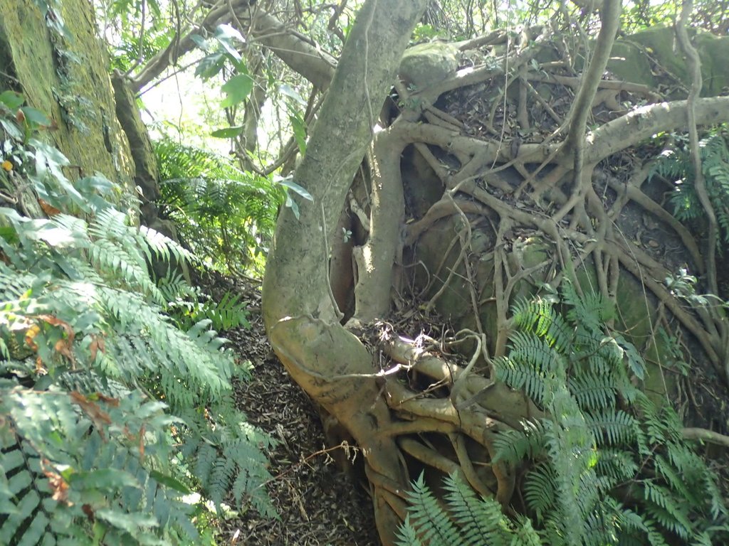 PB179537.JPG - 基隆  球子山(火號山)步道