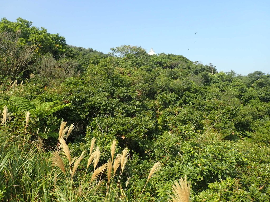 PB179576.JPG - 基隆  球子山(火號山)步道