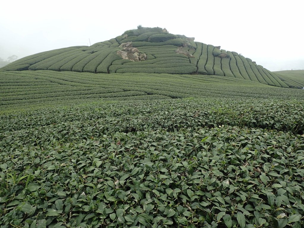 P3257853.JPG - 阿里山  隙頂茶園之美