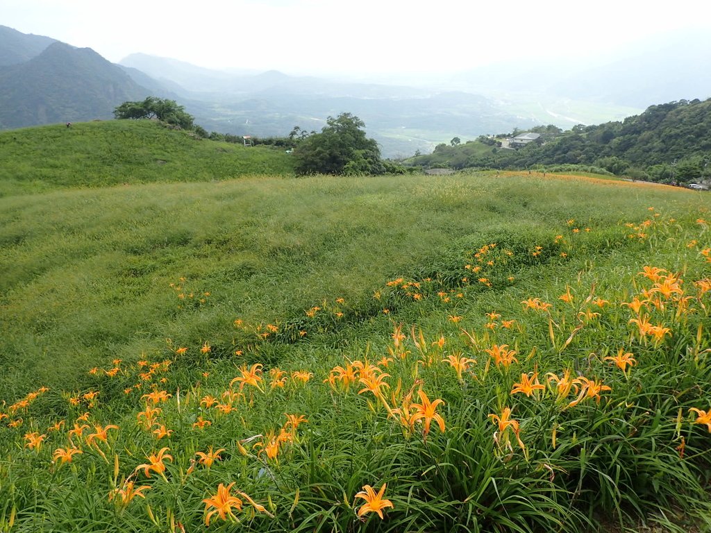 P9087961.JPG - 富里  六十石山  金針花季