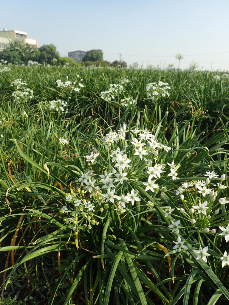 PB108270.JPG - 竹塘  溪墘  韭菜花田