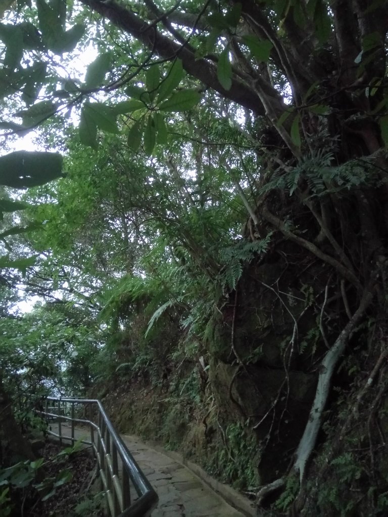 DSC_9261.JPG - 內湖  白鷺鷥山親山步道