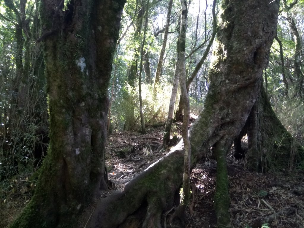 DSC_3633.JPG - 南庄  大坪林道  杜鵑嶺