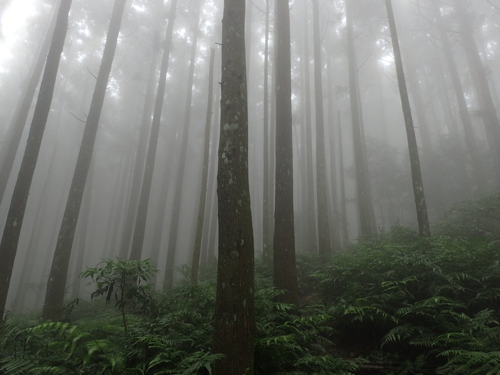 P9250225.JPG - 南庄  向天湖之  迷霧森林