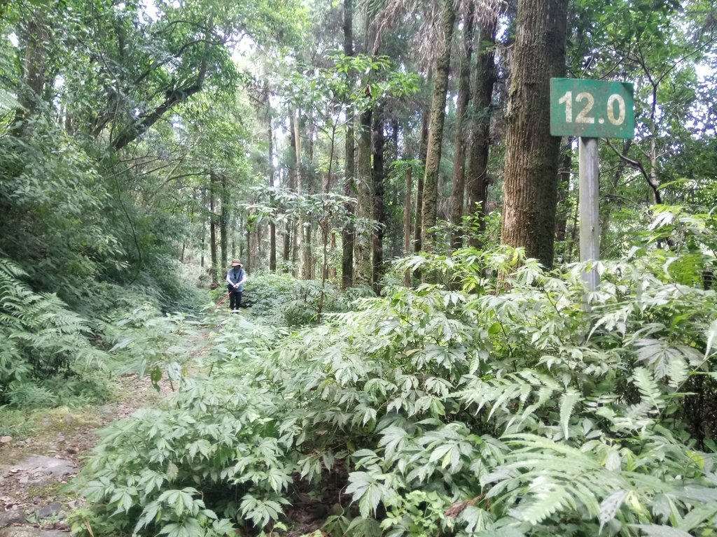 DSC_6809.JPG - 烏來  內洞林道  初探