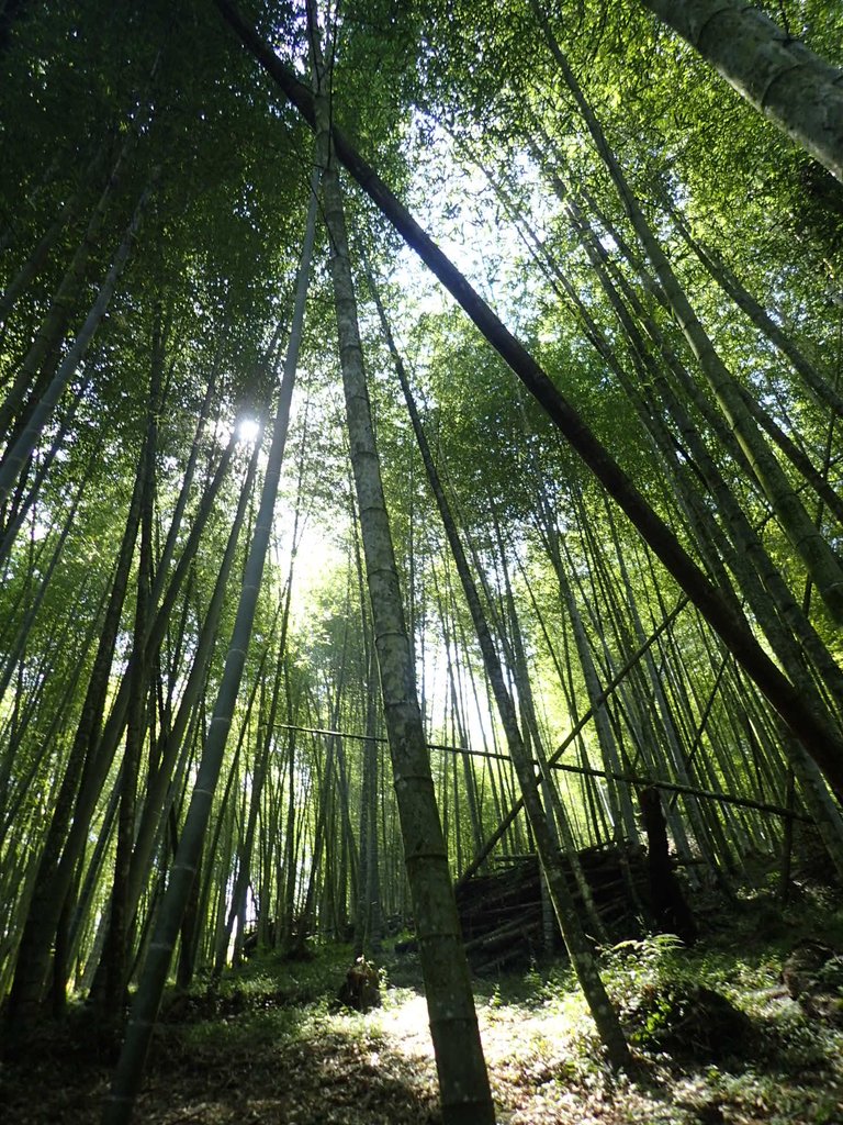 PA040420.JPG - 魚池  大尖山登山步道