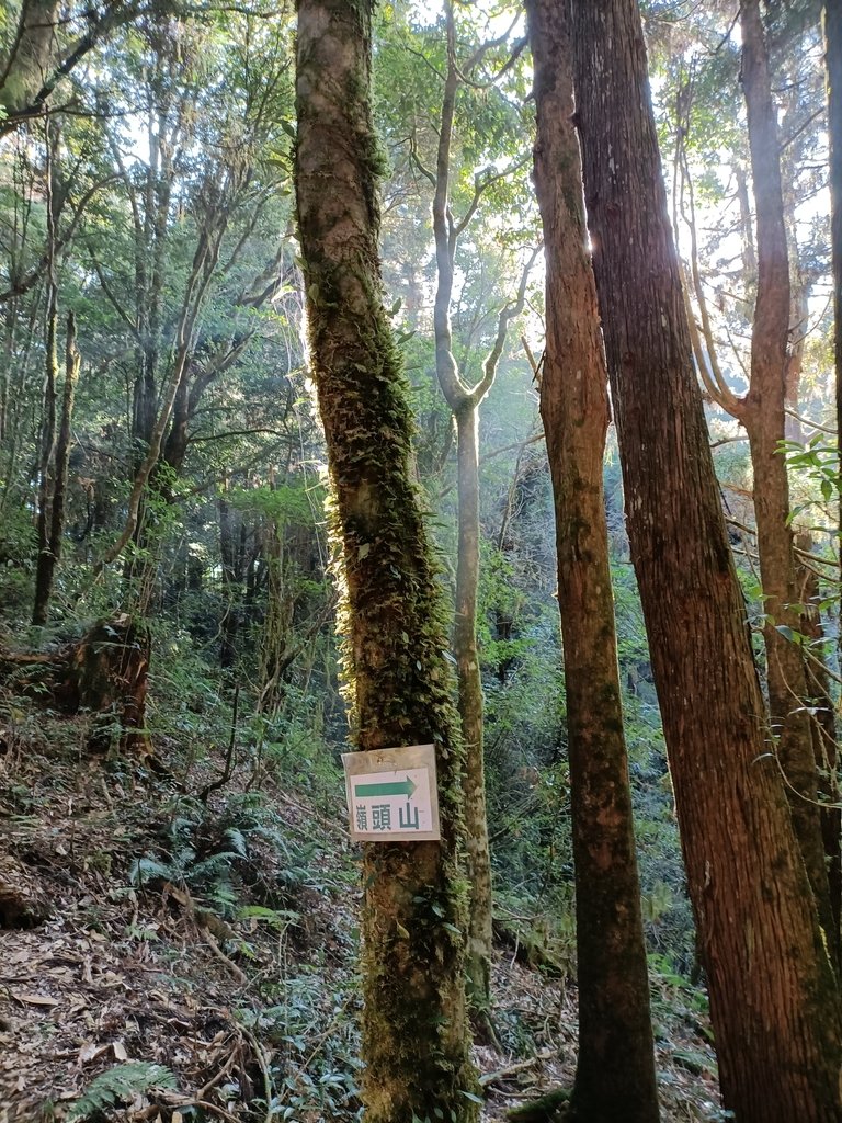 IMG20210205084556.jpg - 竹山  嶺頭山  金柑樹山