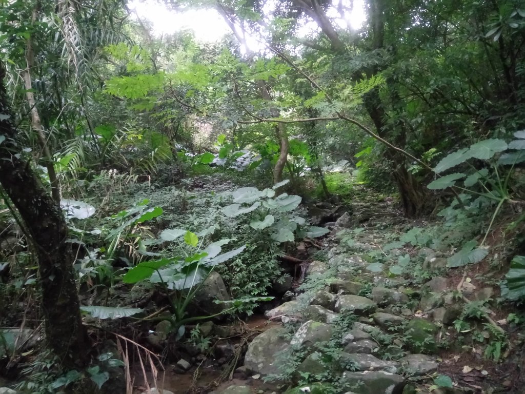 DSC_3347.JPG - 金山  大路崁古道