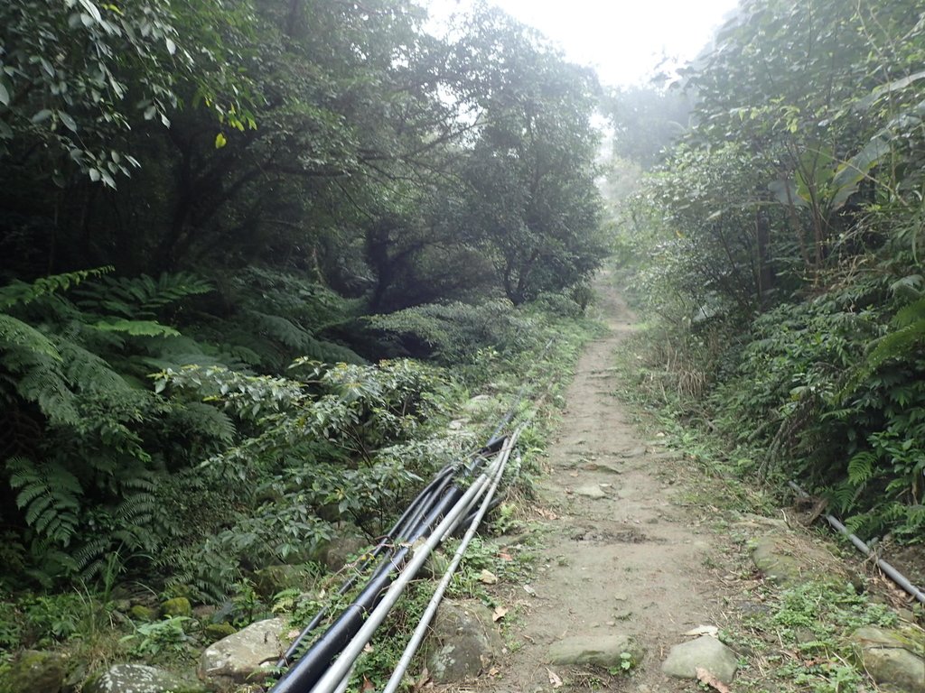 P3039051.JPG - 三峽  白雞山登山步道