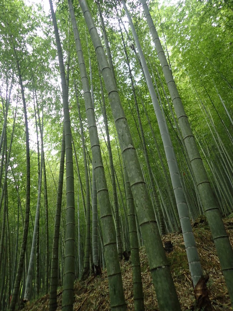 PA231684.JPG - 石壁山  嘉南雲峰步道