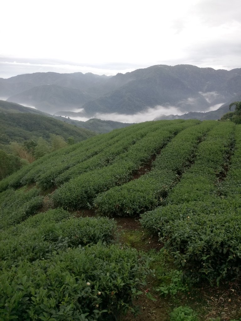 DSC_1300.JPG - 往三層坪途中之  茶園景致