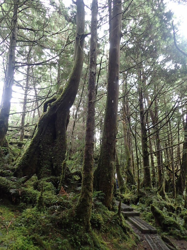 PB265415.JPG - 太平山  翠峰湖環山步道  02