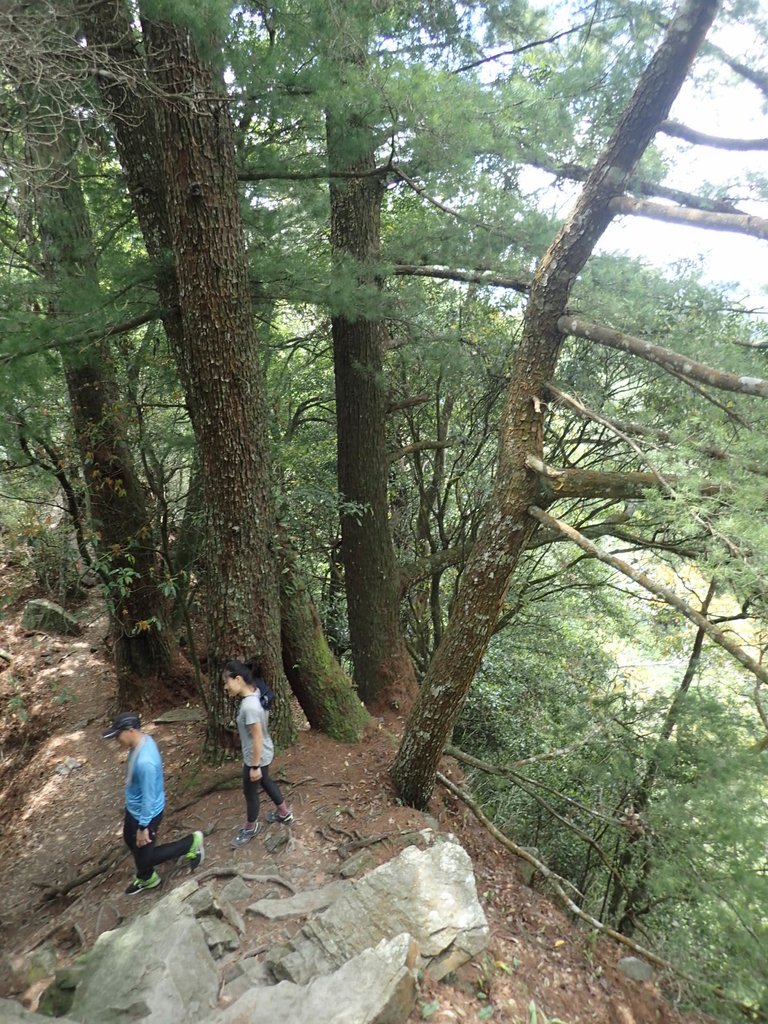 P5012360.JPG - 谷關七雄之  波津加山