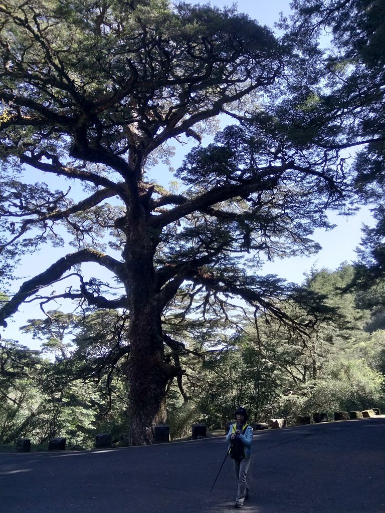 DSC_1670.JPG - 鹿林山  麟趾山步道  (01)