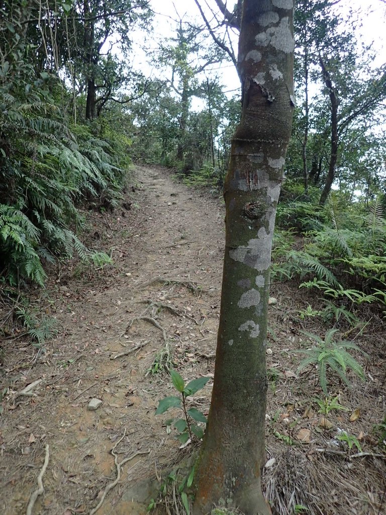 P3160050.JPG - 汐止  柯子林山  如意湖