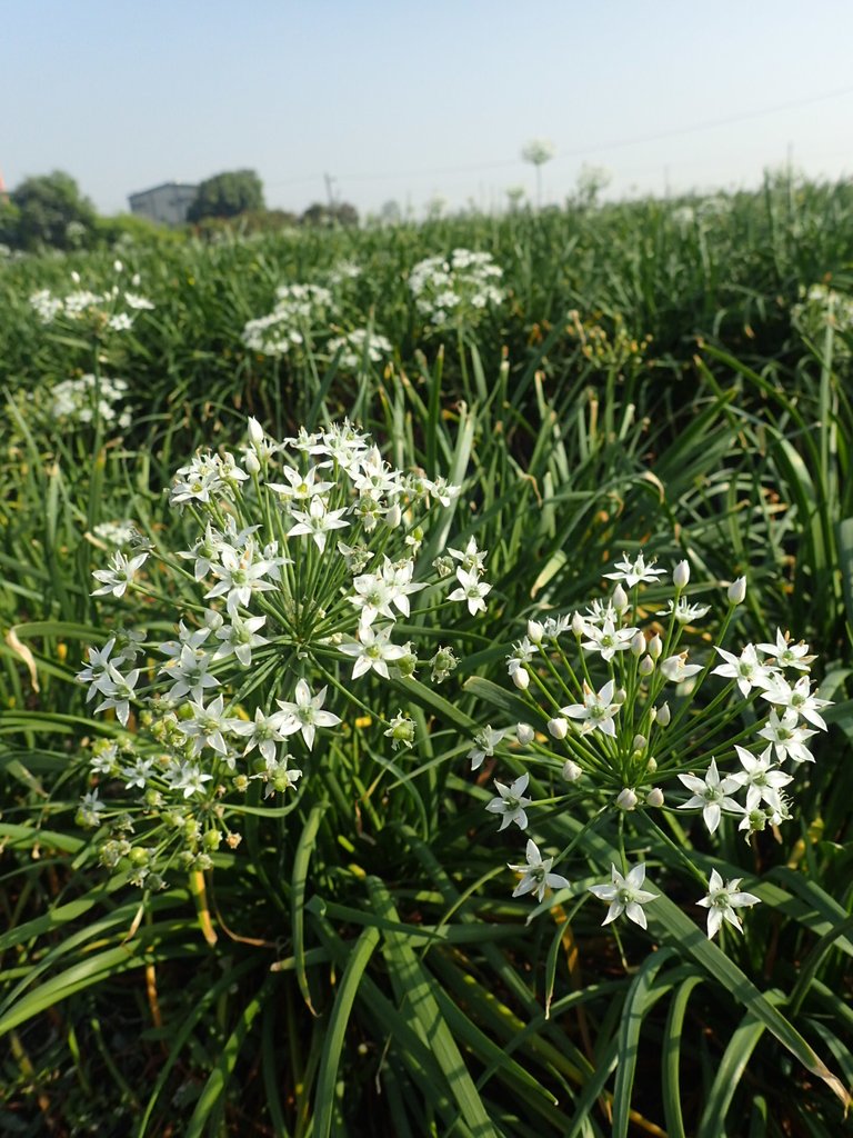 PB108272.JPG - 竹塘  溪墘  韭菜花田