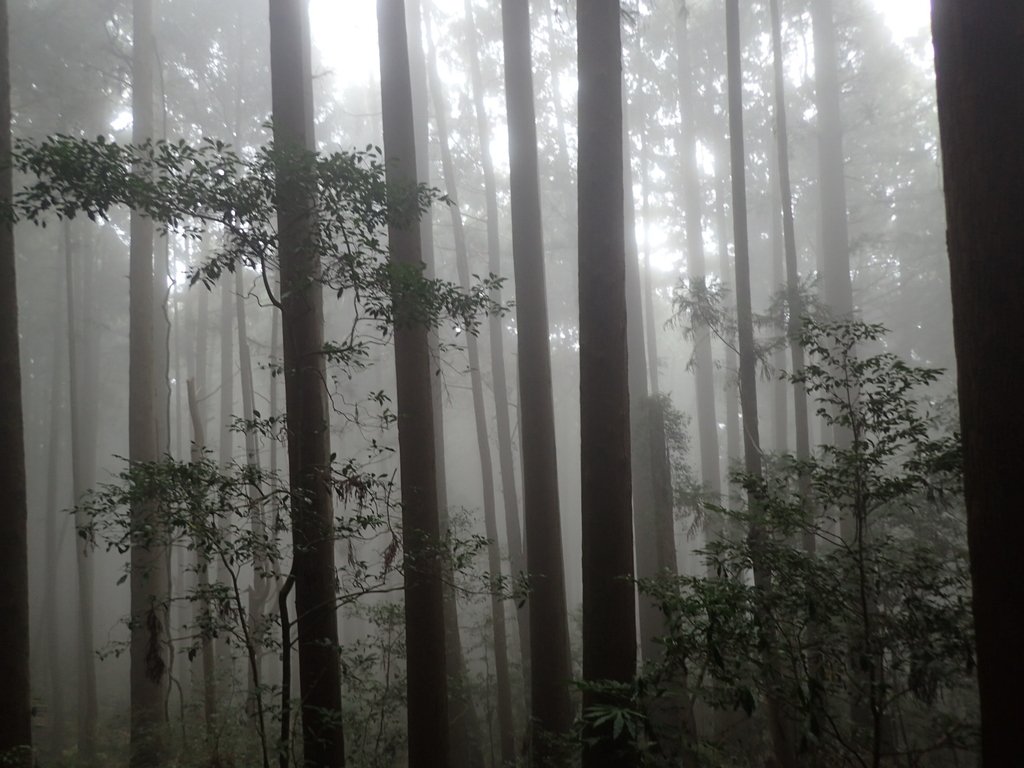 P2034959.JPG - 南庄  加里山  森林鐵道