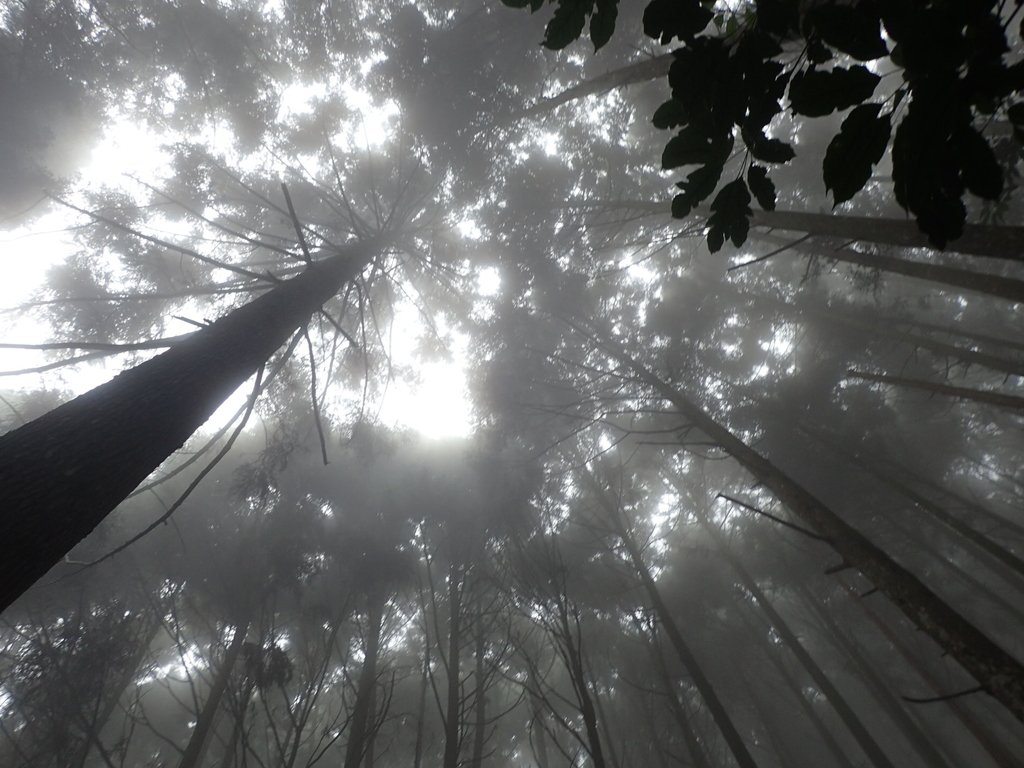 P9250159.JPG - 南庄  向天湖之  迷霧森林