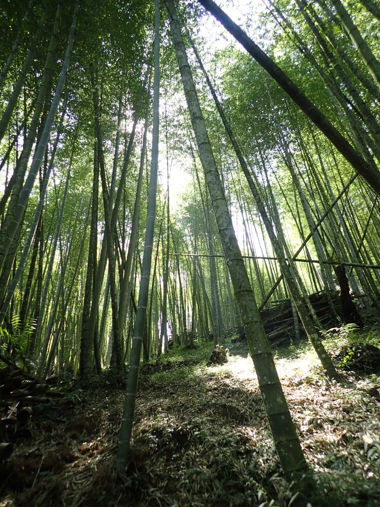 PA040421.JPG - 魚池  大尖山登山步道