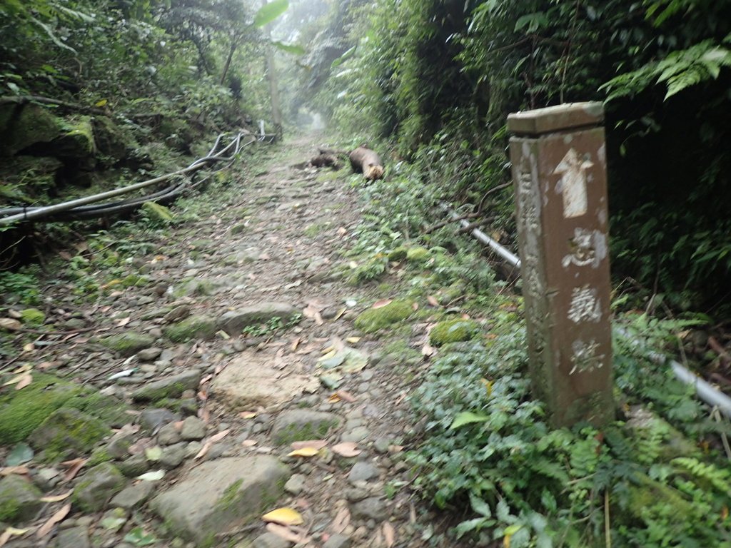 P3039054.JPG - 三峽  白雞山登山步道