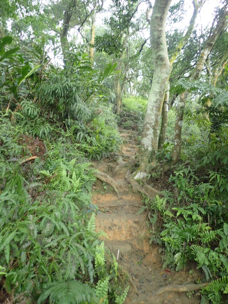 P2107503.JPG - 大溪  溪洲山登山步道