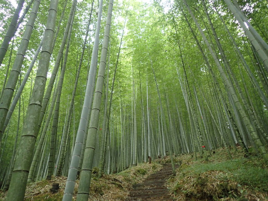 PA231685.JPG - 石壁山  嘉南雲峰步道