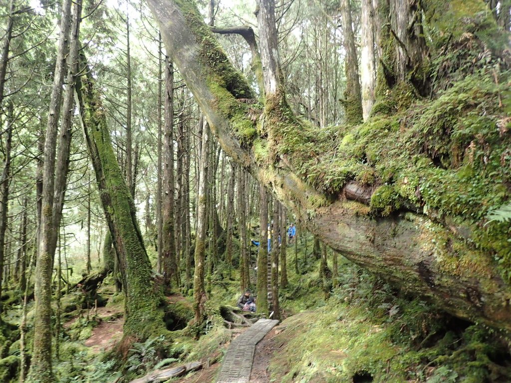 PB265416.JPG - 太平山  翠峰湖環山步道  02