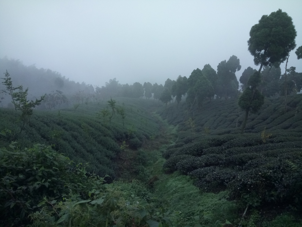 DSC_0416.JPG - 鹿谷  大崙山  霧中茶園之美(01)