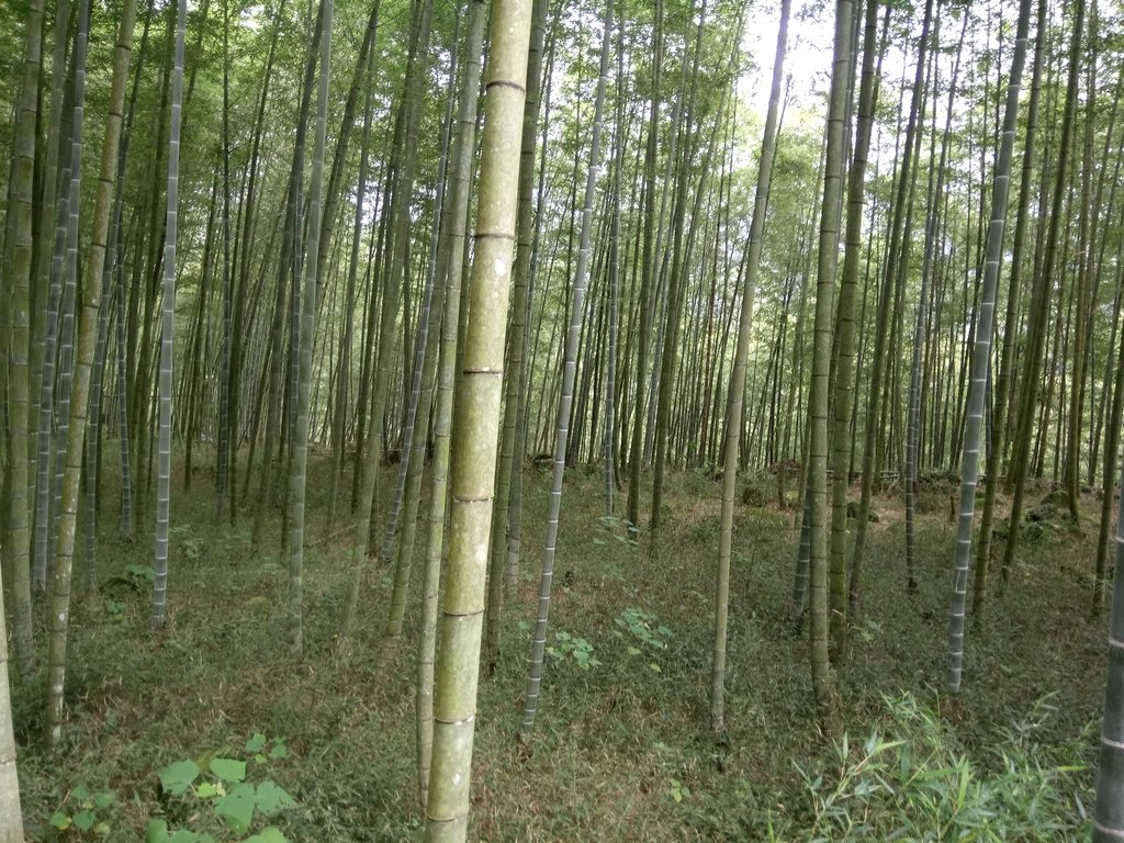 DSC_0560.JPG - 鹿谷  長源圳古道