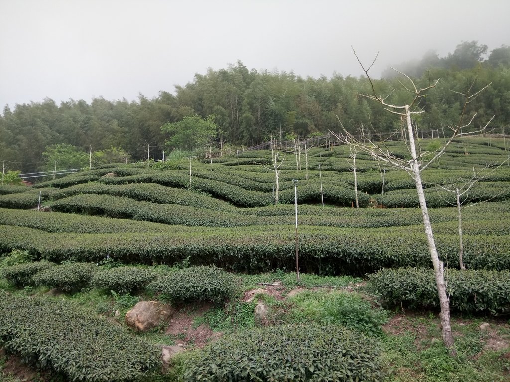 DSC_1517.JPG - 阿里山  頂石卓茶園之美