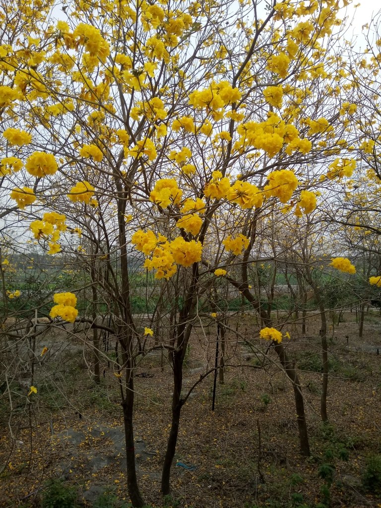 DSC_8416.JPG - 竹塘  田頭堤防  黃花風鈴木