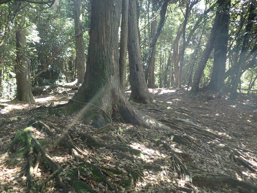 PA185580.JPG - 台中  和平  稍來山