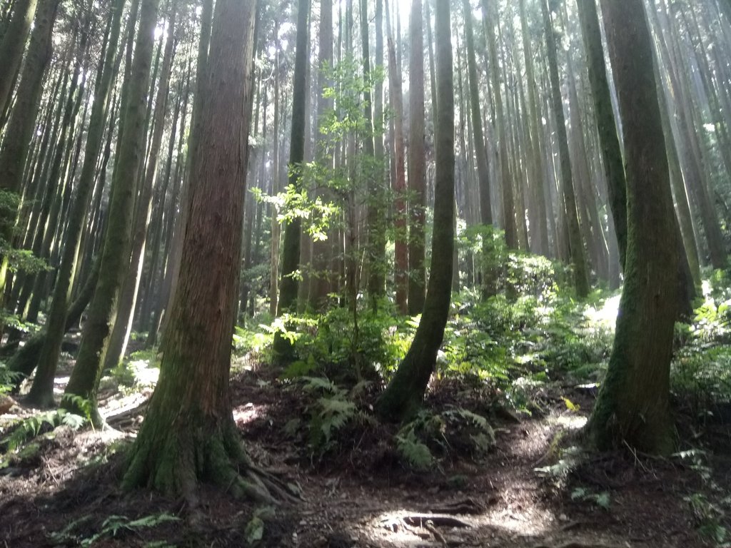 DSC_5240.JPG - 台中和平  長壽山登山步道  (下)