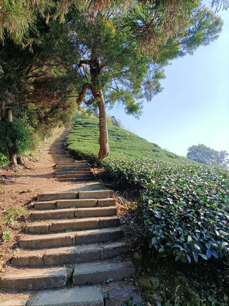 IMG20210130091511.jpg - 雲嘉連峰之  太平山  梨子腳山